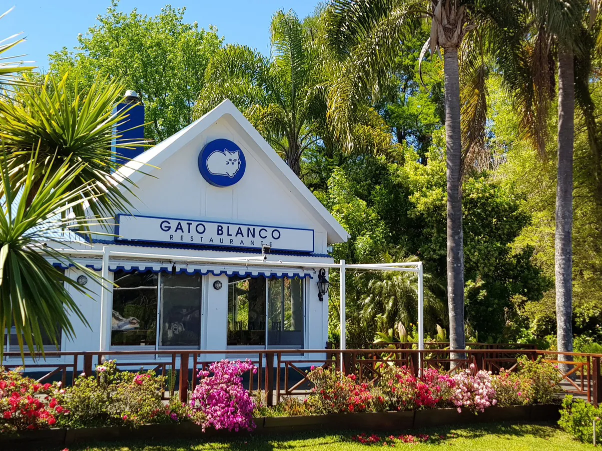 Gato Blanco